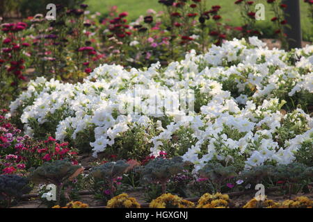 Jardin de fleurs ayant différents scénarios montrant des fleurs. Banque D'Images