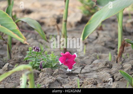 Jardin de fleurs ayant différents scénarios montrant des fleurs. Banque D'Images