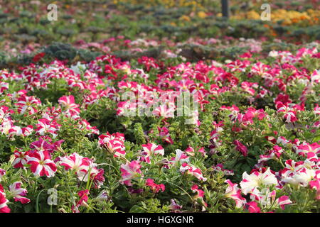 Jardin de fleurs ayant différents scénarios montrant des fleurs. Banque D'Images