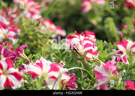 Jardin de fleurs ayant différents scénarios montrant des fleurs. Banque D'Images