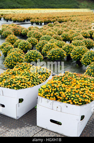 Vue en perspective des chrysanthгёmes champ avec des boîtes de carton blanc fleurs en premier plan Banque D'Images