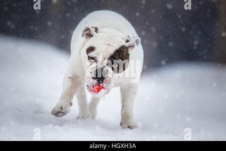 Bulldog anglais Playing with ball sur jour de neige Banque D'Images