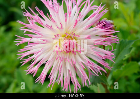 Dahlia 'marlene joy' Banque D'Images