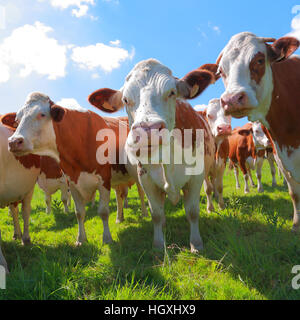 Bovins vaches montbéliardes exclusivement dans le pré Banque D'Images