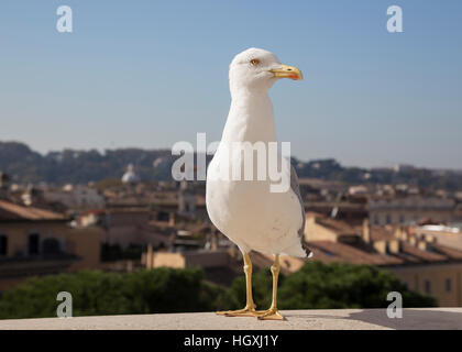 Une mouette debout sur un mur sur la terrasse des chars derrière l'autel de la patrie à Rome, Italie Banque D'Images