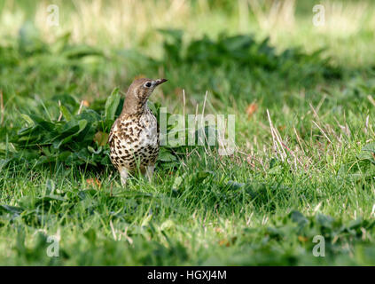 Mistle Thrush Turdus viscivorus adulte sur grass field Banque D'Images