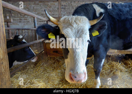 Vaches dans une ferme de manger le foin Banque D'Images