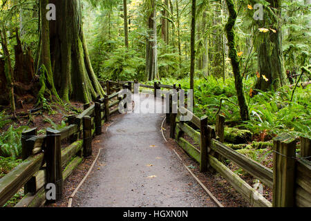 MacMillan Provincial Park est un parc provincial de l'île de Vancouver en Colombie-Britannique, Canada. Cathedral Grove. Banque D'Images