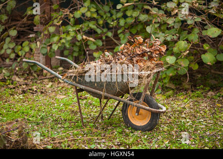 Old rusty brouette dans un jardin d'automne Banque D'Images