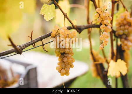 Grappe de raisins prêts à être récoltés dans les vignobles italiens. Banque D'Images