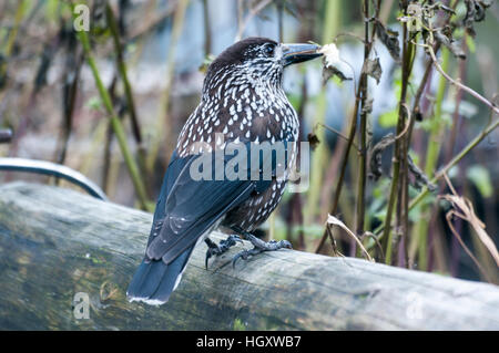 Nucifraga caryocatactes Spotted Nutcracker ( ) assis sur le perchoir Banque D'Images