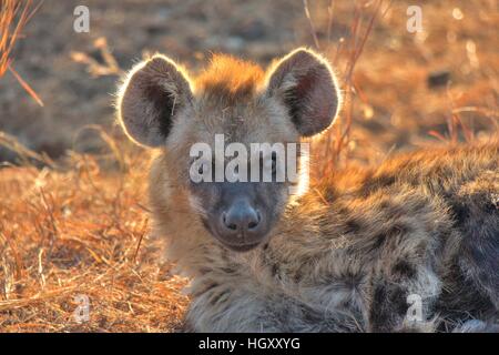 Une hyène ensoleillée cub, scrutant suspicieusement à moi. Le Parc National Kruger, Mpumalanga Banque D'Images