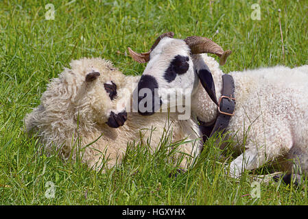 Libre deux moutons de Thônes et Marthod lying in grass Banque D'Images