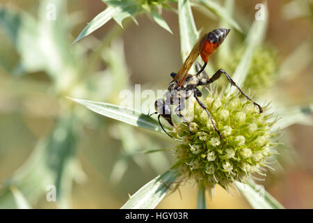 Sable rouge-macro bagués (Ammophila sabulosa) guêpe vu de profil sur thistle Eryngium genre Banque D'Images