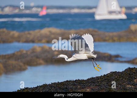 Libre de l'aigrette garzette (Egretta garzetta) en vol sur la côte rocheuse près de Le Pouliguen en Bretagne en France Banque D'Images