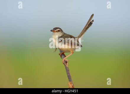 Beautiful Plain prina (Prina inornata) possing sur log in forêt de Thaïlande Banque D'Images