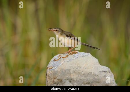 Beautiful Plain prina (Prina inornata) possing sur log in forêt de Thaïlande Banque D'Images