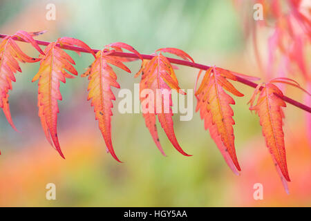 Rhus x pulvinata 'automne rouge lace' . 'Automne Sumac rouge dentelle' changement de couleur des feuilles en automne Banque D'Images