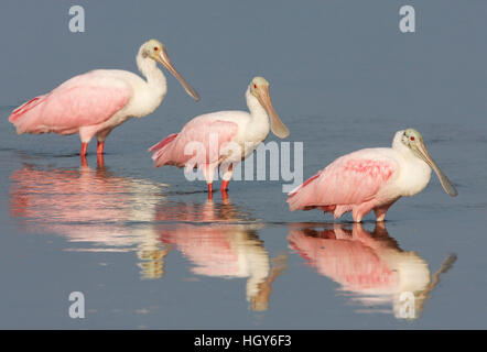 Trois spatules de Sterne (Platalea ajaja) debout dans l'eau peu profonde, Ding Darling NWR, Florida, USA Banque D'Images