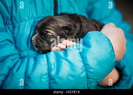 Chiot noir nouveau-né dort sur Main de la jeune fille. Enfant Hands Holding Puppy Banque D'Images