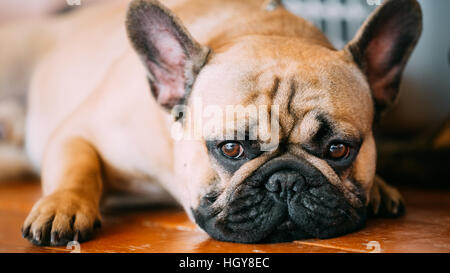 Triste Chien Bouledogue Français assis sur le plancher à l'intérieur. Le Bouledogue Français est une race de petit chien domestique Banque D'Images