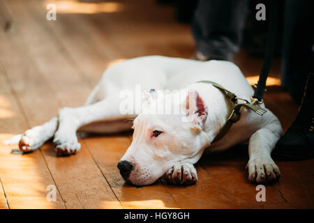 Chien chiot blanc de Dogo Argentino également connu sous le nom de Dogue Argentin est un grand chien blanc, musculaire qui a été développé en Argentine principalement pour pu Banque D'Images