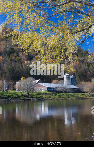 Une ferme sur la rivière Connecticut à Maidstone, Vermont. L'érable argenté. De l'automne. Banque D'Images