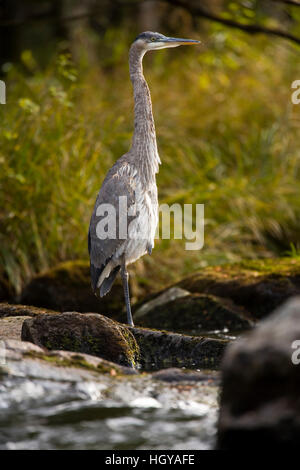 Un Grand Héron attend pour pêcher sur la rivière Connecticut à Pittsburg, New Hampshire. Ci-dessous premier barrage du lac Michigan. Banque D'Images