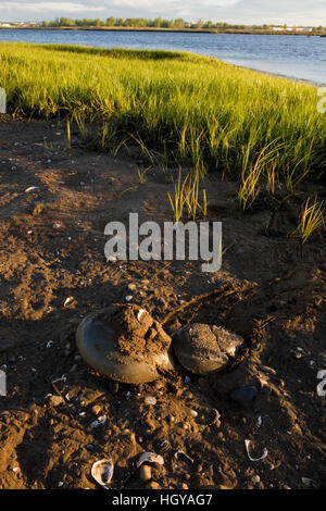 L'accouplement, les limules Limulus polyphemus, à marée basse sur le côté d'un marais salé de Long Beach à Stratford (Connecticut). Ce plan d'eau est connu sous le nom de Banque D'Images