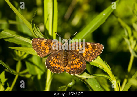 Un damier argenté papillon, Chlosyne nycteis, pâturage en sabines, Montpelier, Vermont. Banque D'Images