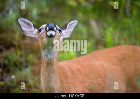 Cerf de Virginie (Odocoileus virginianus), DOE, à Pittsburg, New Hampshire. Région du cours supérieur de la rivière Connecticut. L'odeur. Banque D'Images