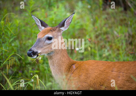 Cerf de Virginie (Odocoileus virginianus), DOE, à Pittsburg, New Hampshire. Région du cours supérieur de la rivière Connecticut. L'alimentation. Banque D'Images