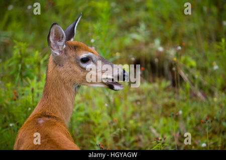 Cerf de Virginie (Odocoileus virginianus), DOE, à Pittsburg, New Hampshire. Région du cours supérieur de la rivière Connecticut. Banque D'Images