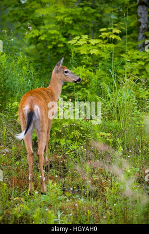 Cerf de Virginie (Odocoileus virginianus), DOE, à Pittsburg, New Hampshire. Région du cours supérieur de la rivière Connecticut. Banque D'Images