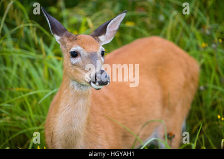 Cerf de Virginie (Odocoileus virginianus), DOE, à Pittsburg, New Hampshire. Région du cours supérieur de la rivière Connecticut. Banque D'Images