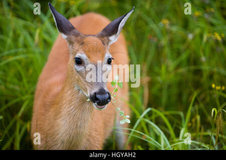 Cerf de Virginie (Odocoileus virginianus), DOE, à Pittsburg, New Hampshire. Région du cours supérieur de la rivière Connecticut. L'alimentation. Banque D'Images