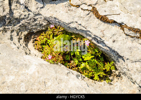 Geranium robertianum Herb-Robert & Scolopendre Asplenium scolopendrium en crevasse calcaire Hutton Crags Toit Cumbria Banque D'Images