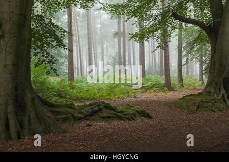 Brumes sapins encadrée par deux anciennes de hêtres dans Harlestone Firs près de Northampton, Northamptonshire, Angleterre Banque D'Images