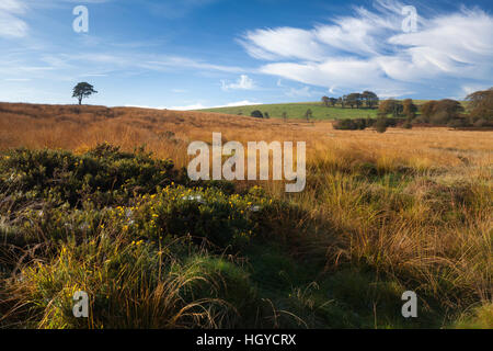 Paysage d'automne de Priddy Mineries avec golden dew-imbibé d'herbes et de l'ajonc enveloppée dans d'araignée près de Wells, Somerset, Angleterre Banque D'Images