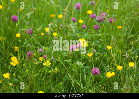 Le trèfle rouge (Trifolium pratense) et de renoncules (Ranunculus) croissant dans un haymeadow à Harlestone dans le Northamptonshire, Angleterre Banque D'Images