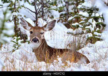 Un cerf de Virginie Odocoileus virginianus doe{} couché dans la neige fraîche Banque D'Images