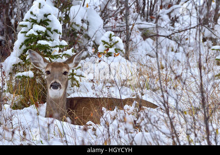 Un cerf de Virginie (Odocoileus virginianus doe} couché dans la neige fraîche Banque D'Images