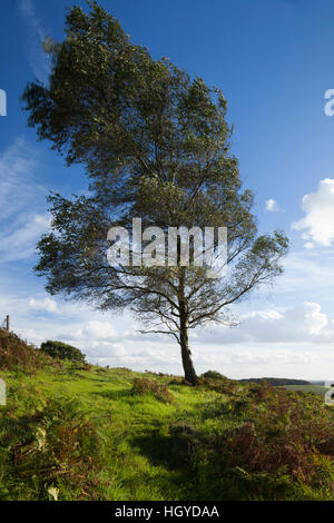 Un bouleau verruqueux solitaire au début de l'automne sur une colline au breezy Charnwood Forest, Leicestershire, Angleterre Banque D'Images