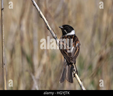 Banderole en roseau commune, Emberiza schoeniclus assis sur la tige en roseau Banque D'Images