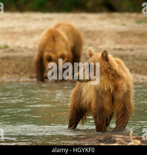 Ours brun (Ursus arctos) dans l'eau, lac Kurile, Kamchatka, Russie Banque D'Images