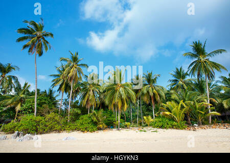 Plage tropicale et de cocotiers à Koh Samui, Thaïlande Banque D'Images