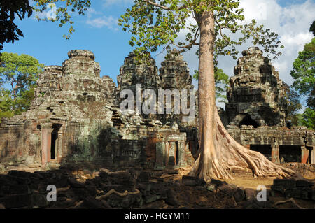 De plus en plus de racines massives sur les ruines de Banteay Kdei temple, Angkor Wat, au Cambodge Banque D'Images