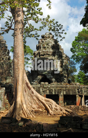 De plus en plus de racines massives sur les ruines de Banteay Kdei temple, Angkor Wat, au Cambodge Banque D'Images