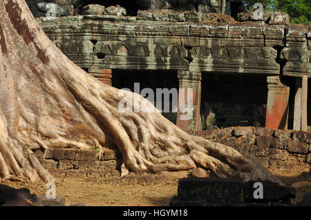 De plus en plus de racines massives sur les ruines de Banteay Kdei temple, Angkor Wat, au Cambodge Banque D'Images