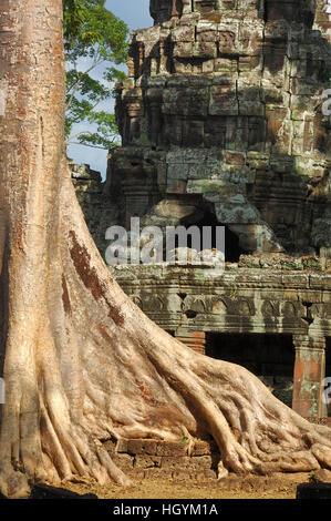 De plus en plus de racines massives sur les ruines de Banteay Kdei temple, Angkor Wat, au Cambodge Banque D'Images